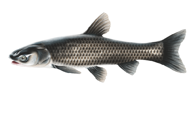 Kara Sazan - Asya Sazanları